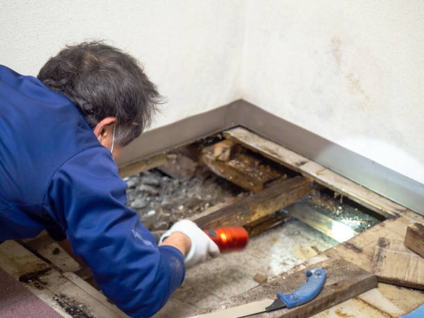 Best Commercial Mold Removal  in Latta, SC