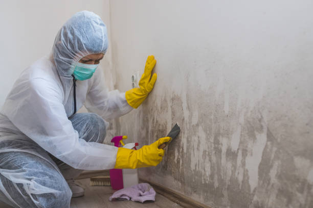 Certified Mold Removal in Latta, SC