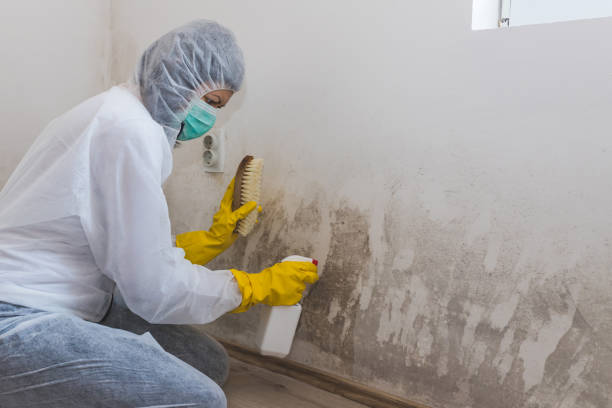 Best Attic Mold Removal  in Latta, SC