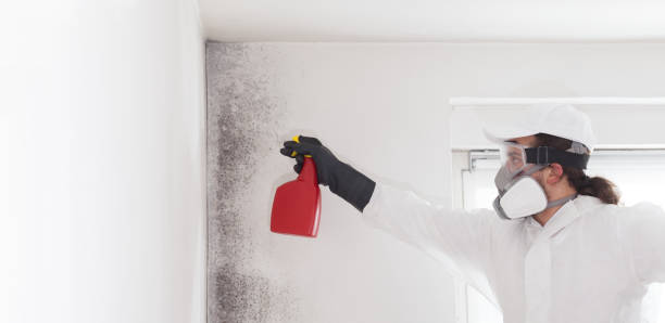 Best Local Mold Removal Service  in Latta, SC